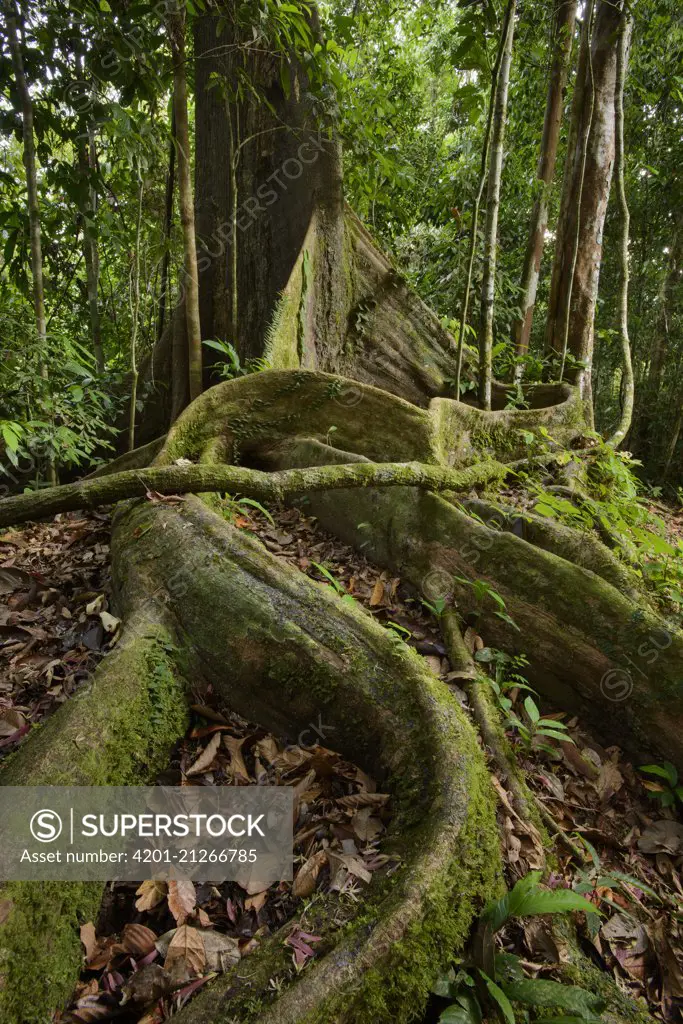 Philippine Mahogany (Shorea almon) buttress roots, Danum Valley Field Center, Sabah, Borneo, Malaysia