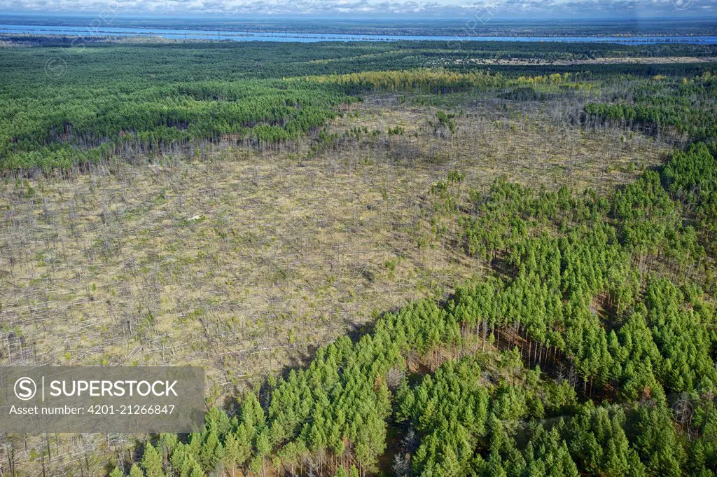 Scotch Pine (Pinus sylvestris) forest decimated by beetles within the 10 kilomoter Exclusion Zone, south of Chernobyl, Ukraine