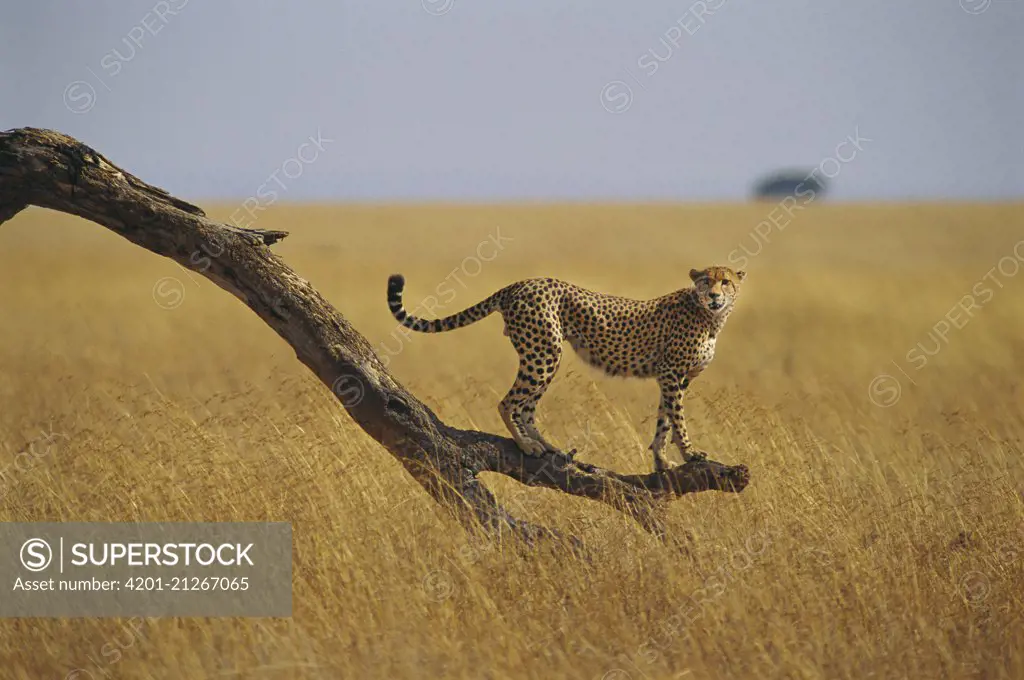 Cheetah (Acinonyx jubatus) standing on dead tree branch, Masai Mara, Kenya