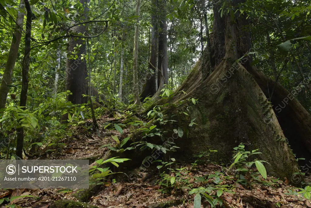 Philippine Mahogany (Shorea almon) buttress roots, Danum Valley Field Center, Sabah, Borneo, Malaysia