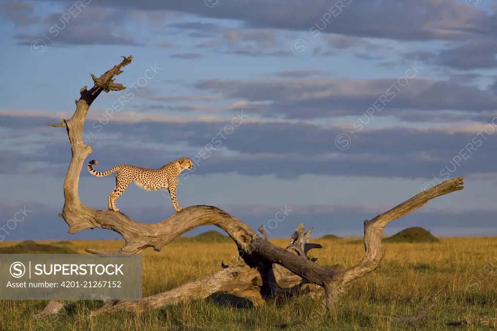 Cheetah (Acinonyx jubatus) male on lookout, Masai Mara, Kenya