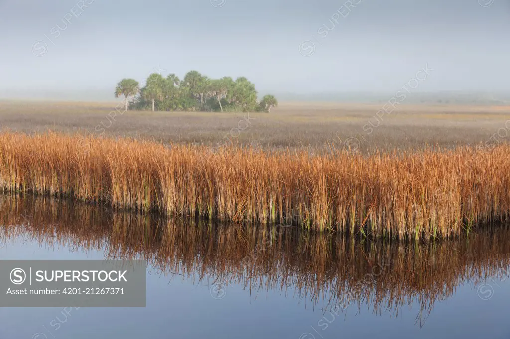 Swamp Sawgrass (Cladium mariscus) and Cabbage Palm (Sabal palmetto) island in mist, Big Cypress National Preserve, Florida