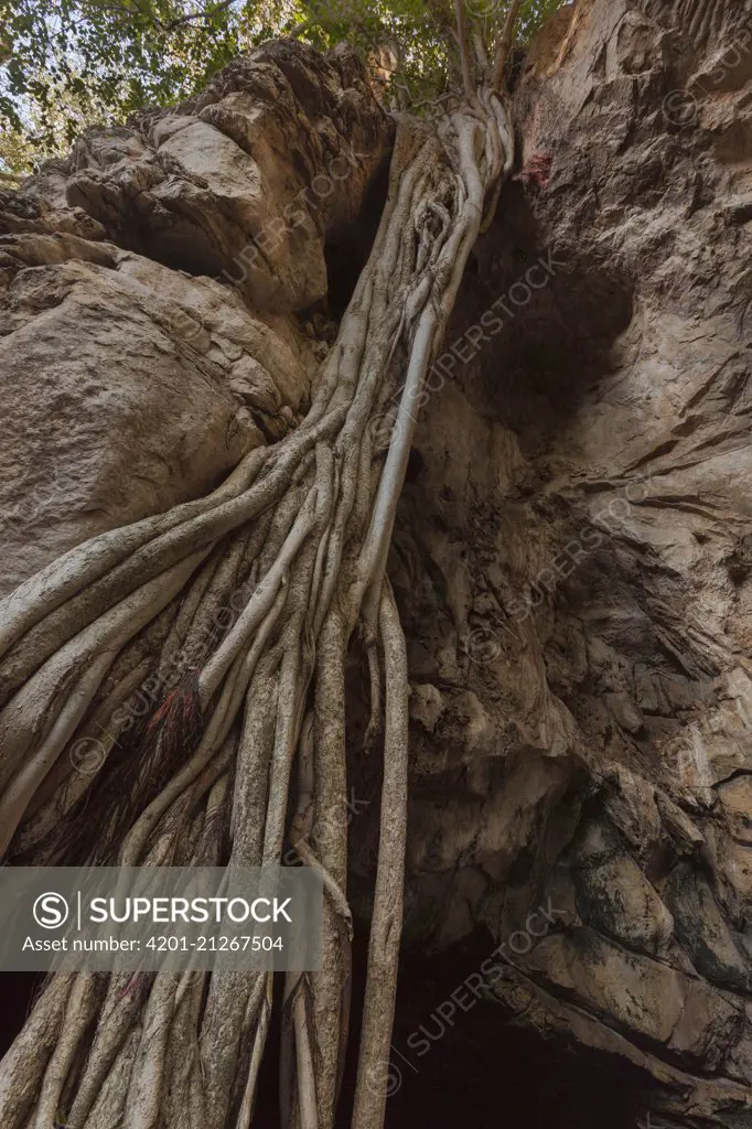 Namaqua Fig (Ficus cordata) tree at cave entrance, Gcwihaba Caves, Botswana