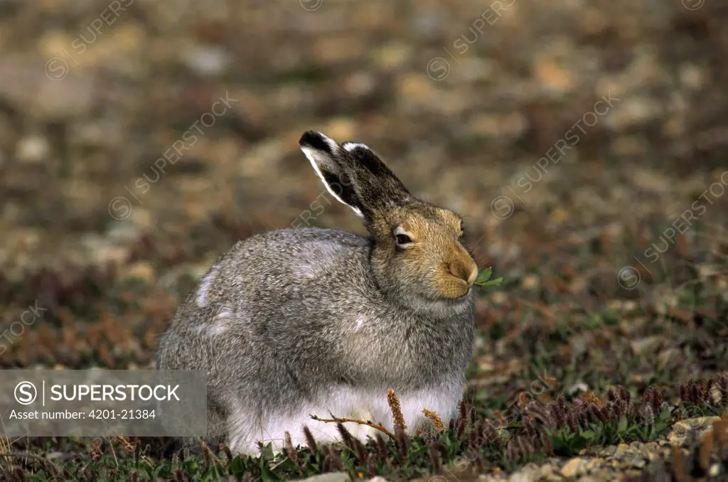 Arctic Hare (Lepus arcticus) in transitional coat from winter to summer