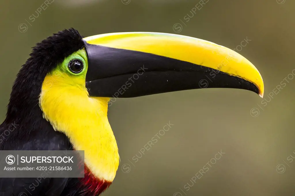 Choco Toucan (Ramphastos brevis), Milpe Bird Sanctuary, Ecuador