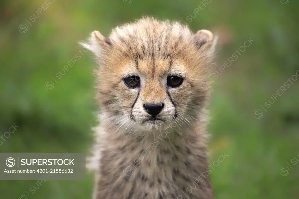 Sudan Cheetah (Acinonyx jubatus soemmeringii) ten week old cub, Landau, Germany