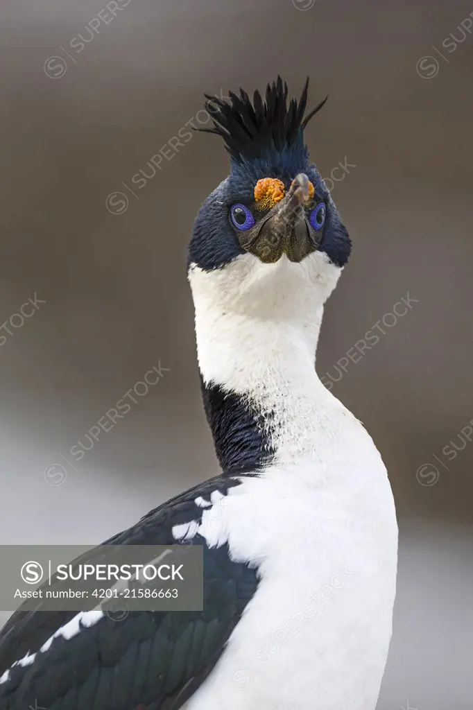 Blue-eyed Cormorant (Phalacrocorax atriceps), Sea Lion Island, Falkland Islands