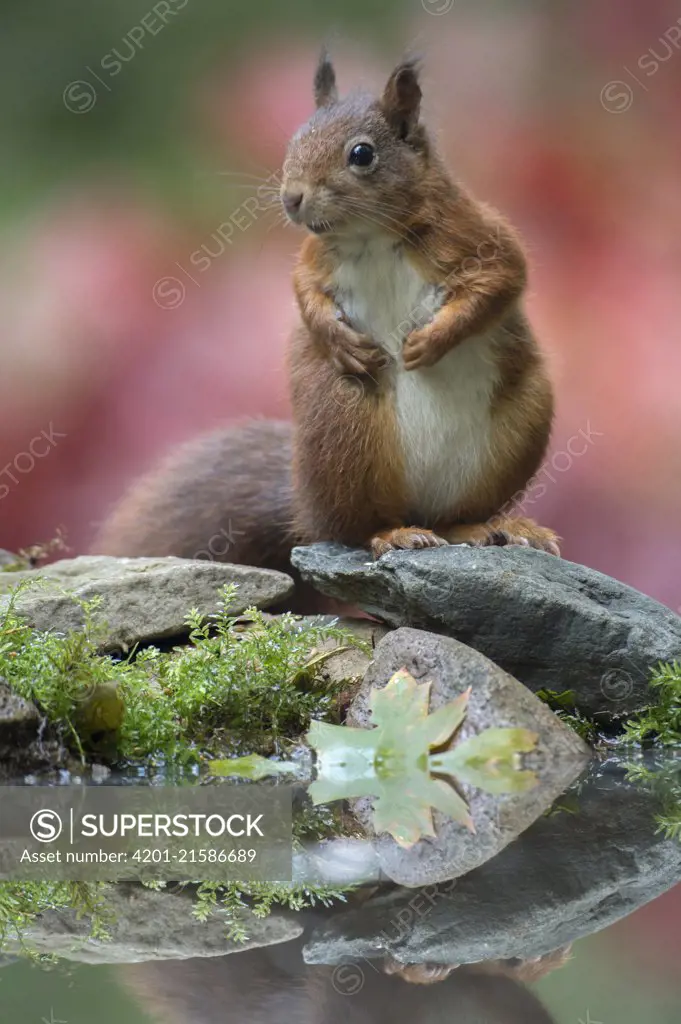 Eurasian Red Squirrel (Sciurus vulgaris), Netherlands