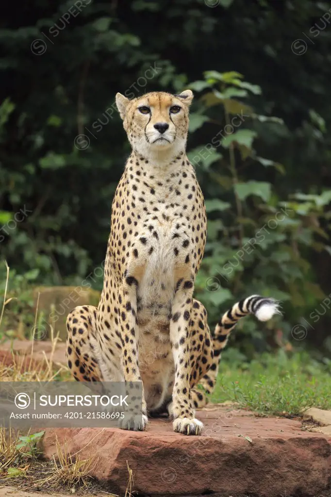 Sudan Cheetah (Acinonyx jubatus soemmeringii), Landau, Germany