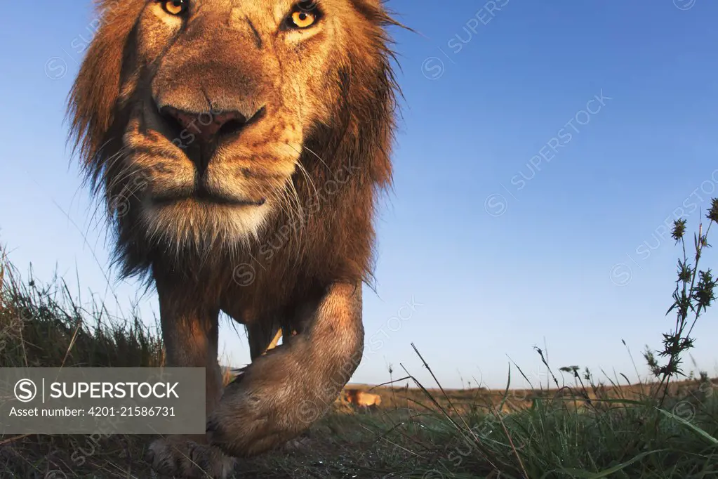 African Lion (Panthera leo) male, Masai Mara, Kenya