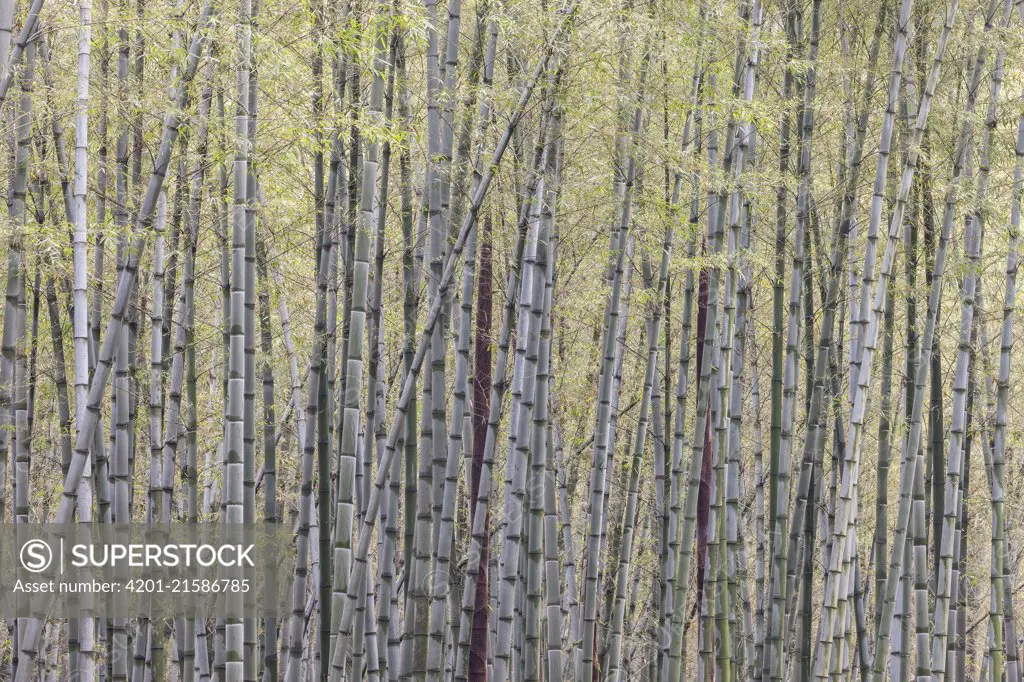 Moso Bamboo (Phyllostachys heterocycla) stems, Shunan Zhuhai National Park, Sichuan, China