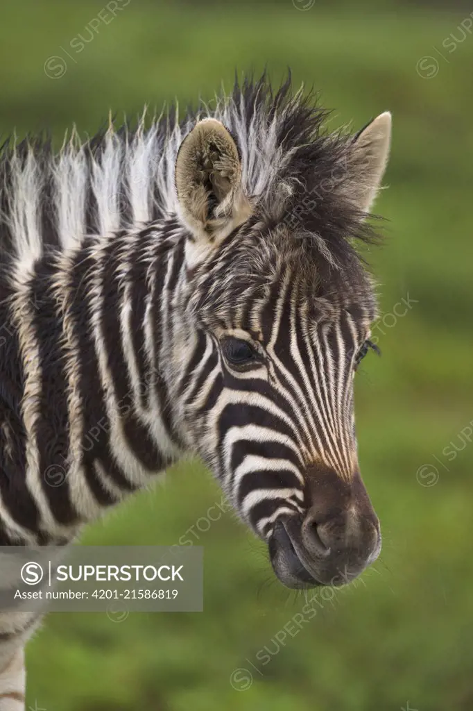 Zebra (Equus quagga) foal, Addo National Park, South Africa