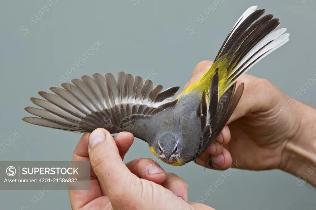 Grey Wagtail (Motacilla cinerea) held during banding, Lake Hovsgol, Mongolia