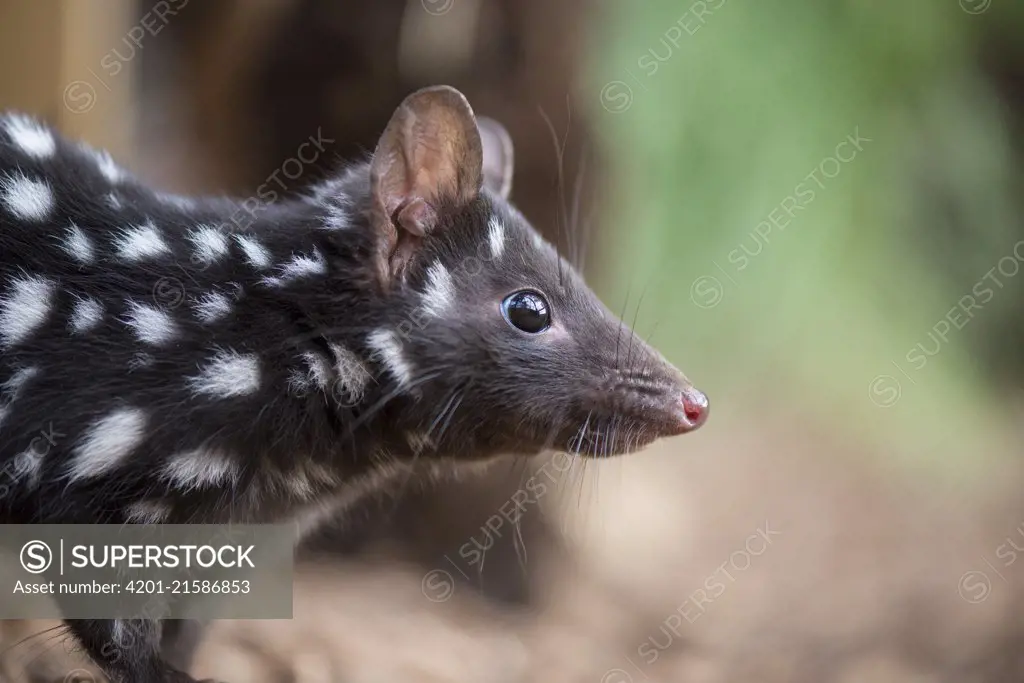 Eastern Quoll (Dasyurus viverrinus), Bonorong Wildlife Sanctuary, Tasmania, Australia