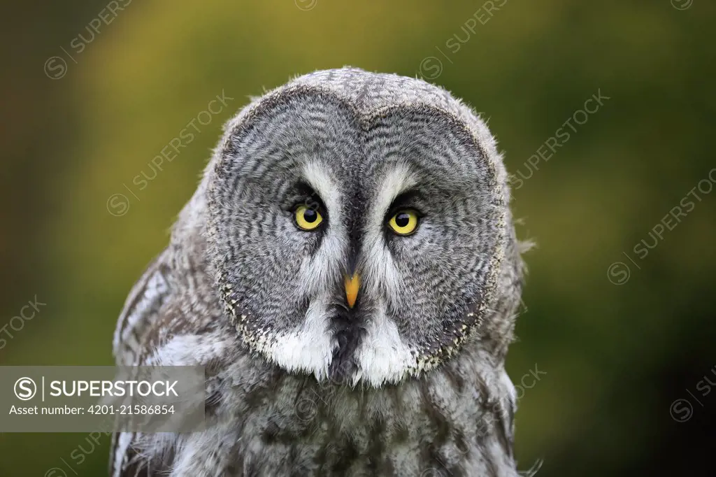 Great Gray Owl (Strix nebulosa), Eifel, Germany