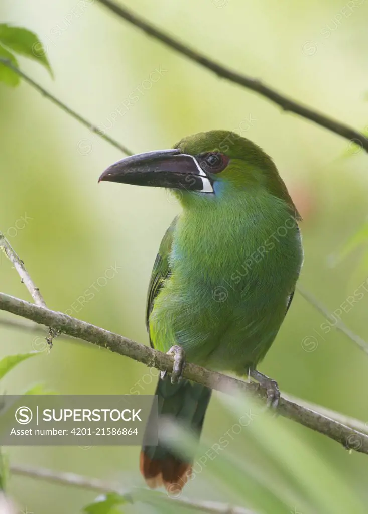 Crimson-rumped Toucanet (Aulacorhynchus haematopygus), Pichincha, Ecuador