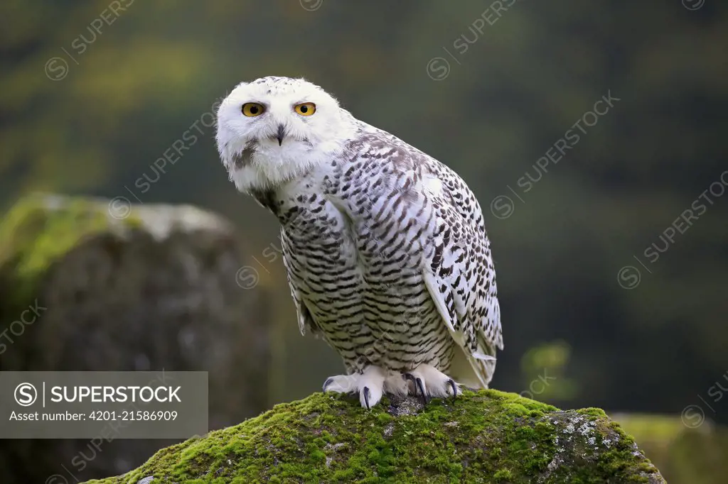 Snowy Owl (Nyctea scandiaca), Eifel, Germany