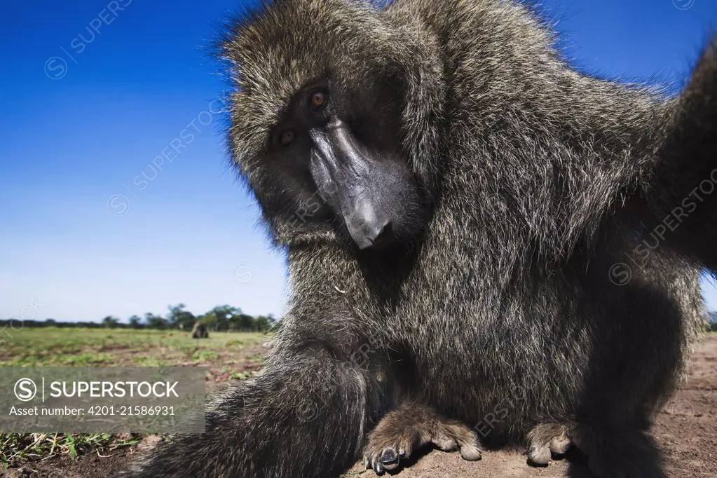 Olive Baboon (Papio anubis) male investigating camera, Masai Mara, Kenya