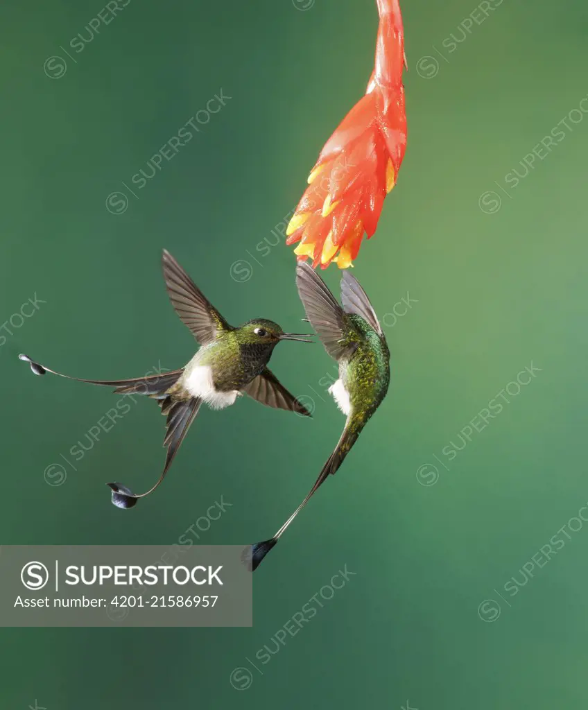 Booted Racket-tail (Ocreatus underwoodii) males fighting, Pichincha, Ecuador