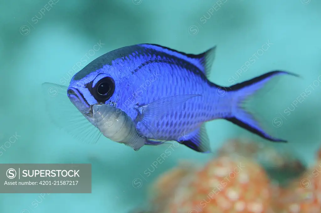 Blue Chromis (Chromis cyanea) with parasite, Dominican Republic, Caribbean