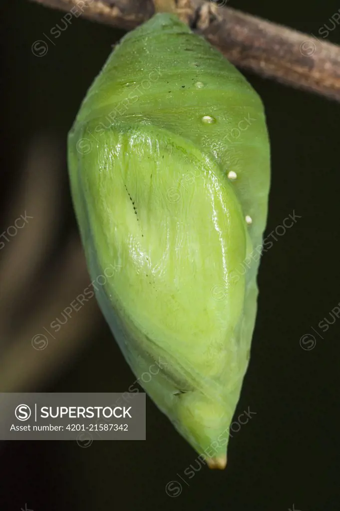 Forest Giant-Owl (Caligo eurilochus) butterfly chrysalis, Mindo Cloud Forest, Ecuador