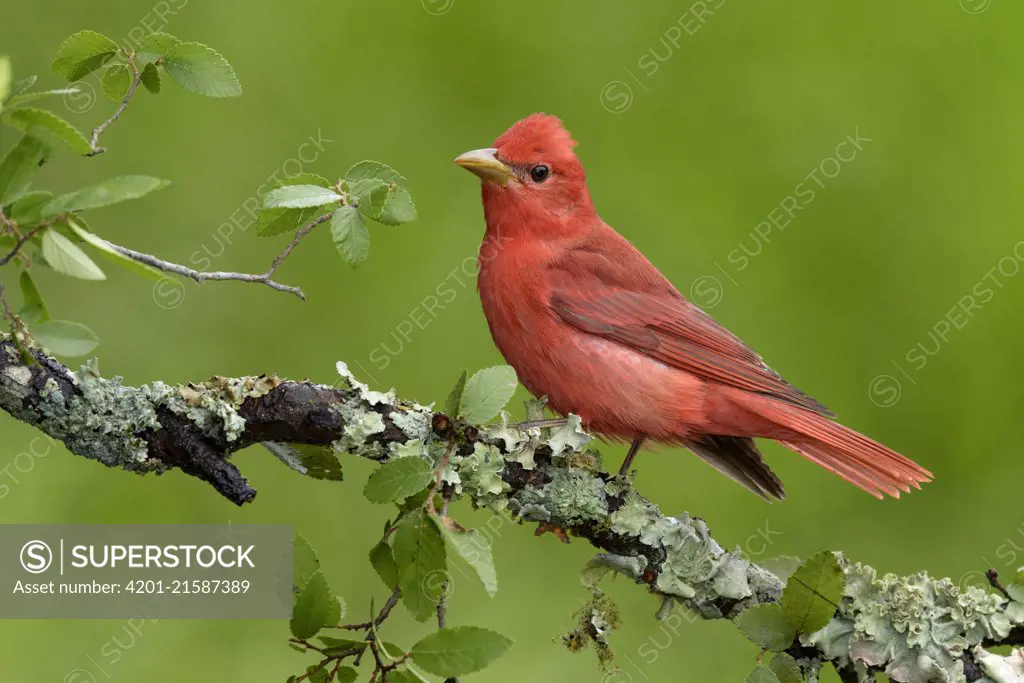 Summer Tanager (Piranga rubra) male, Texas