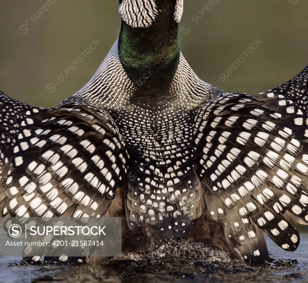 Common Loon (Gavia immer) speckled back feathers seen while stretching, British Columbia, Canada