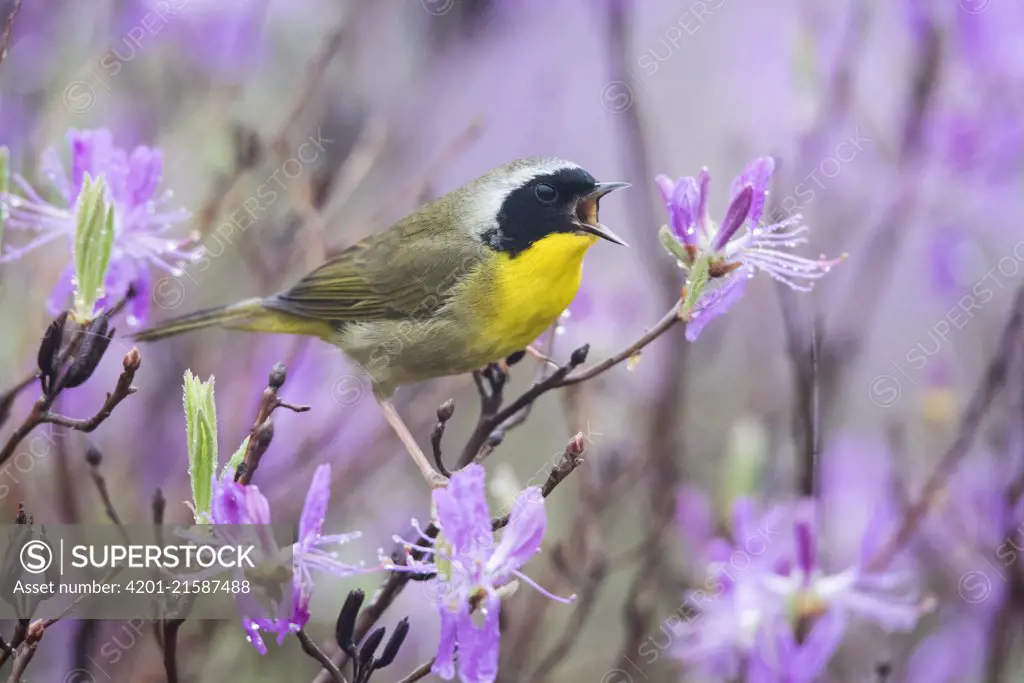 Common Yellowthroat (Geothlypis trichas) male calling, Maine