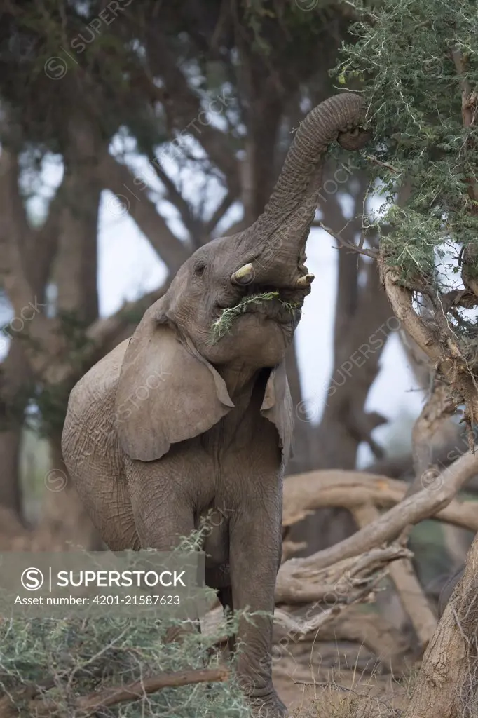 African Elephant (Loxodonta africana) browsing, Kaokoland, Namibia