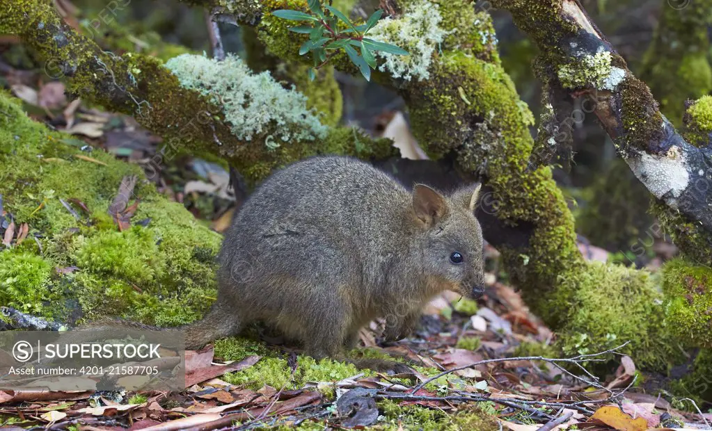 Red-bellied Pademelon (Thylogale billardierii), Cradle Mountain-Lake Saint Clair National Park, Tasmania, Australia