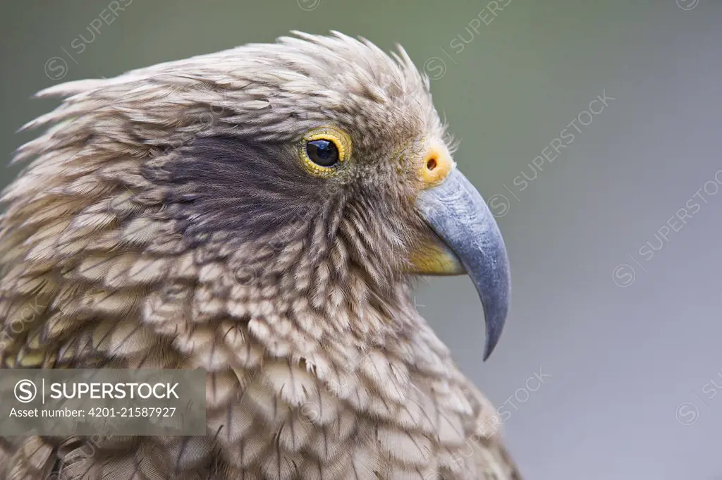 Kea (Nestor notabilis), Arthur's Pass National Park, Southern Alps, South Island, New Zealand