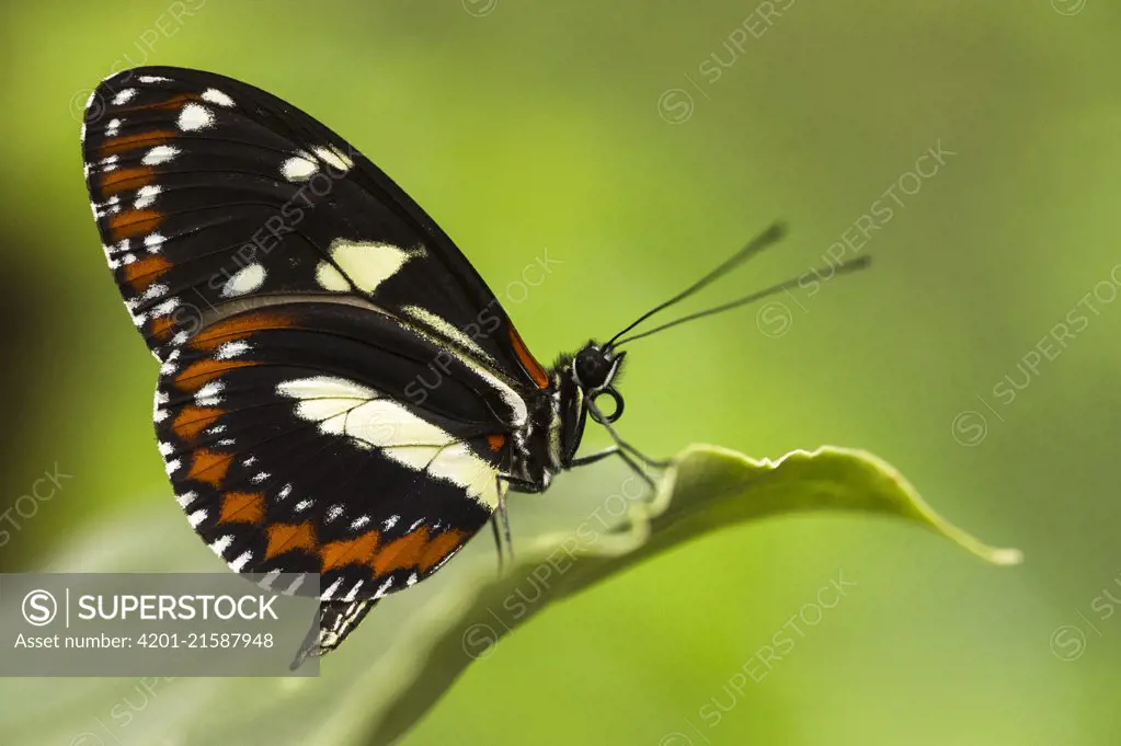 False Zebra Longwing (Heliconius atthis) butterfly, Mindo Cloud Forest, Ecuador