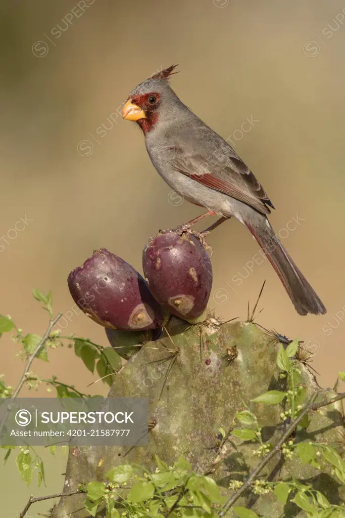 Pyrrhuloxia (Cardinalis sinuatus) male perching on cactus, Texas