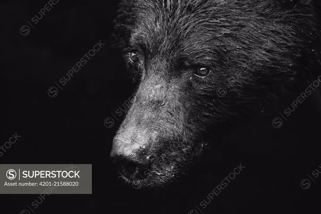 Black Bear (Ursus americanus), southeast Alaska