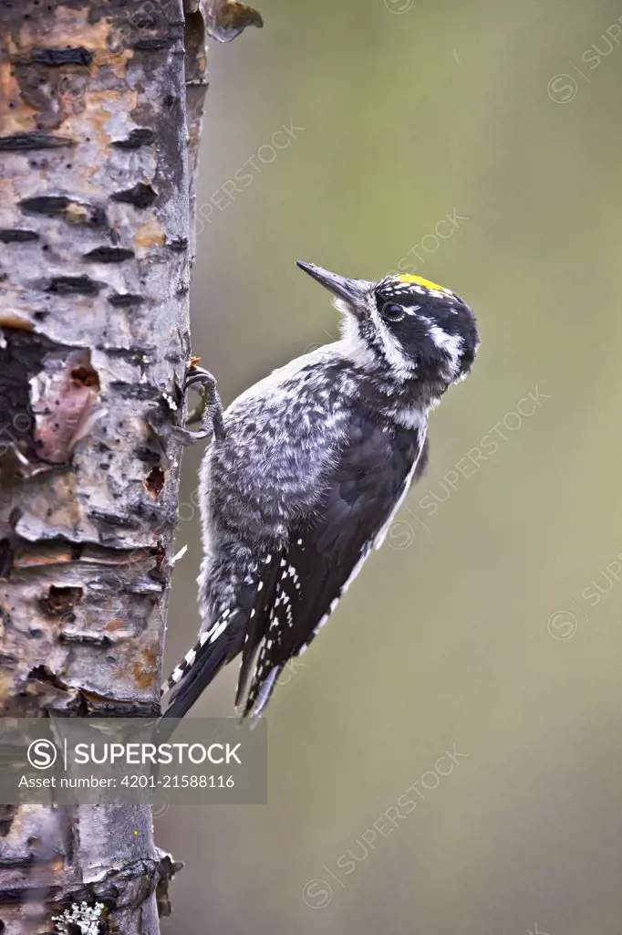 Three-toed Woodpecker (Picoides tridactylus) male, Dovrefjell, Norway