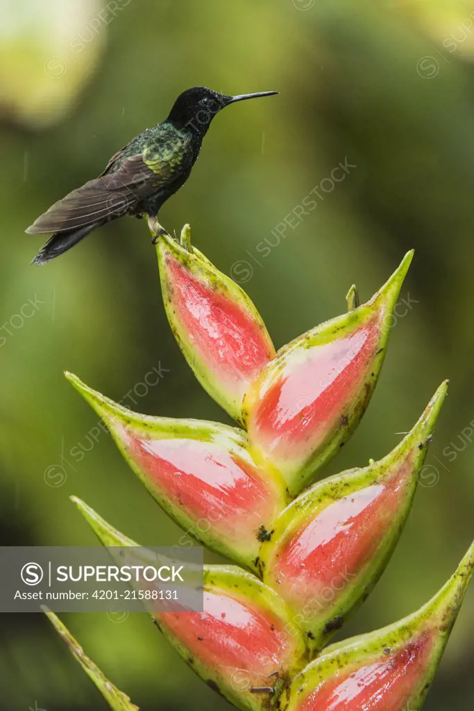 Velvet-purple Coronet (Boissonneaua jardini) female, Mashpi Rainforest Biodiversity Reserve, Pichincha, Ecuador