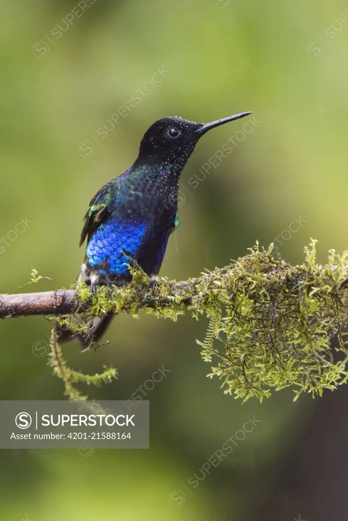 Velvet-purple Coronet (Boissonneaua jardini) male, Mashpi Rainforest Biodiversity Reserve, Pichincha, Ecuador