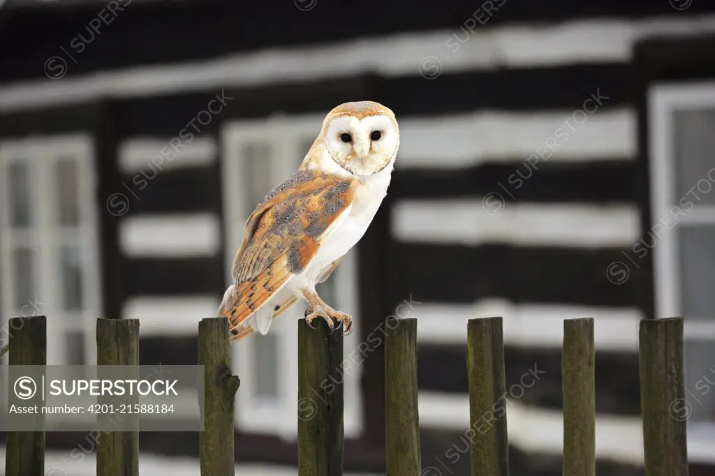 Barn Owl (Tyto alba) near building, Zdarske Vrchy, Bohemian-Moravian Highlands, Czech Republic