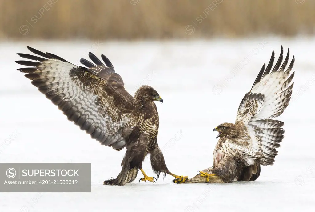 Common Buzzard (Buteo buteo) pair fighting on ice, Germany