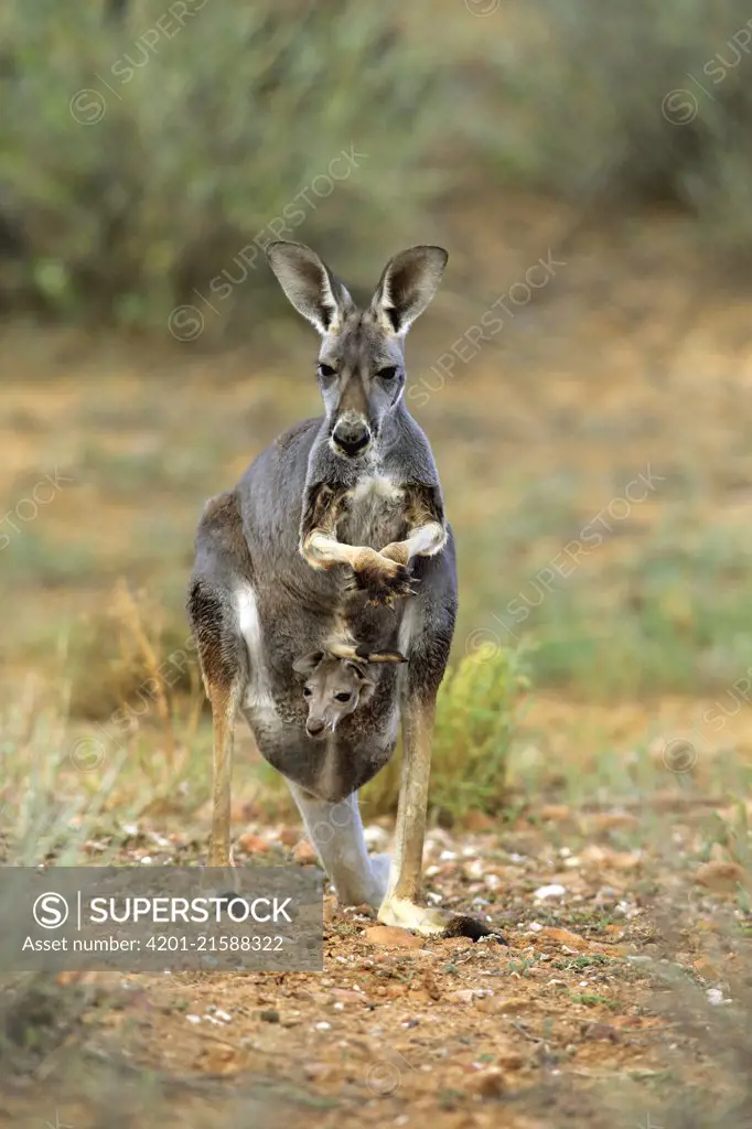 Red Kangaroo (Macropus rufus) mother with joey, Sturt National Park, New South Wales, Australia