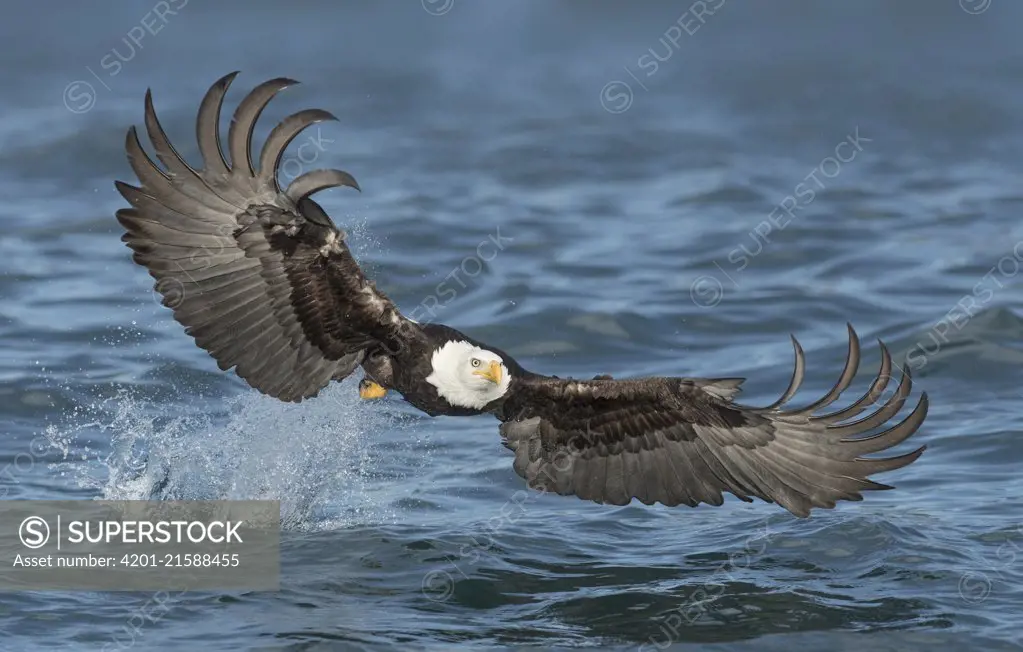 Bald Eagle (Haliaeetus leucocephalus) striking at fish, Alaska