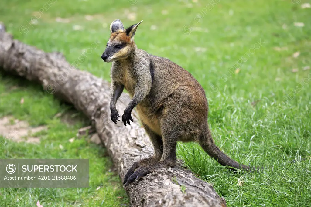 Agile Wallaby (Macropus agilis), South Australia, Australia