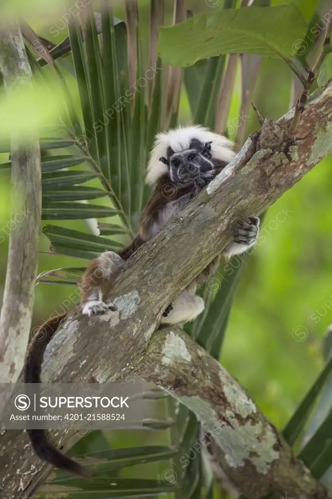 Cotton-top Tamarin (Saguinus oedipus), northern Colombia