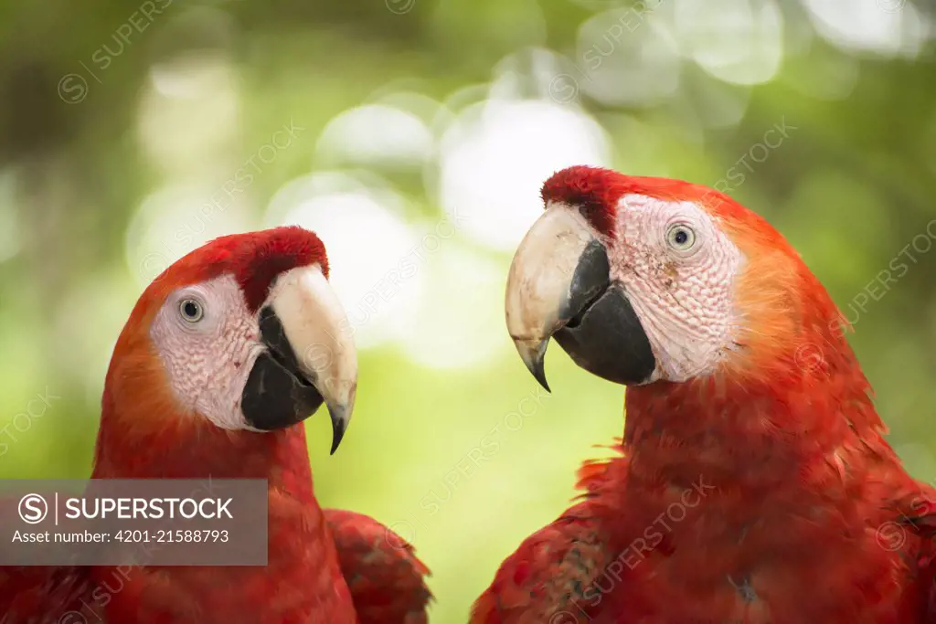 Scarlet Macaw (Ara macao) pair, Costa Rica