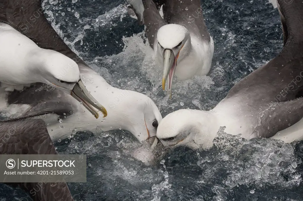 Shy Albatross (Thalassarche cauta) group fighting over food, Stewart Island, New Zealand