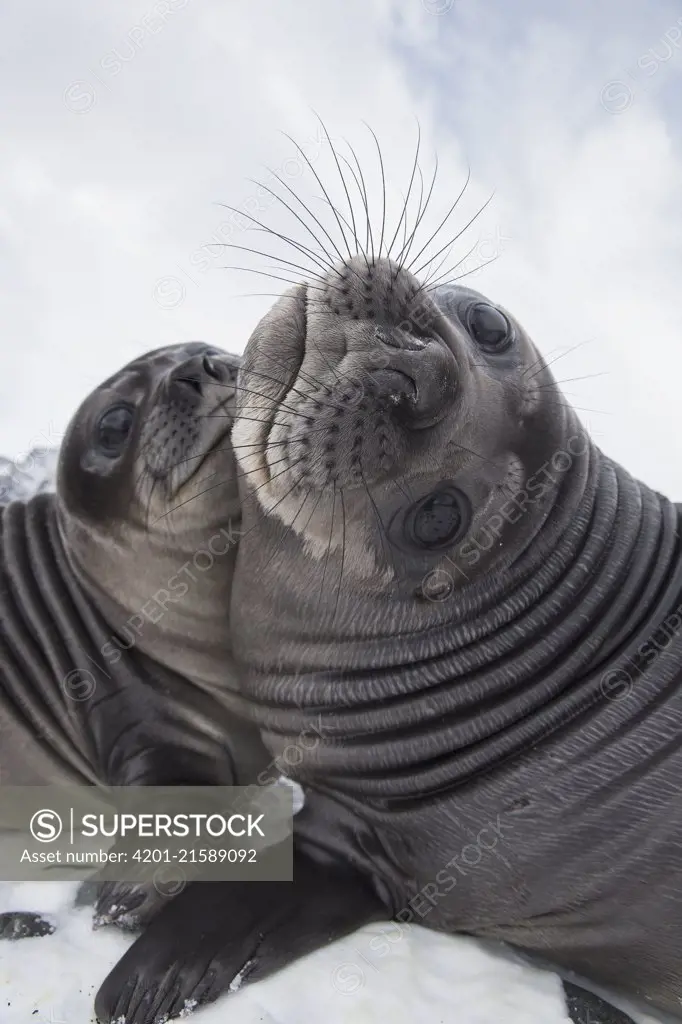 Southern Elephant Seal (Mirounga leonina) pups play-fighting, Royal Bay, South Georgia Island