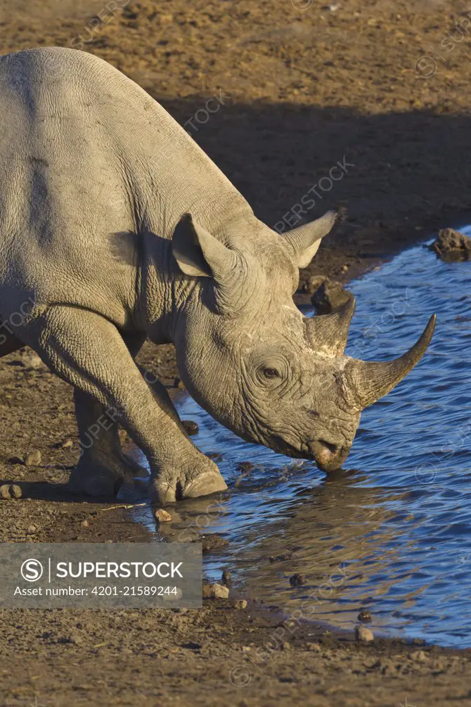 Black Rhinoceros (Diceros bicornis) drinking at waterhole in dry season, Etosha National Park, Namibia