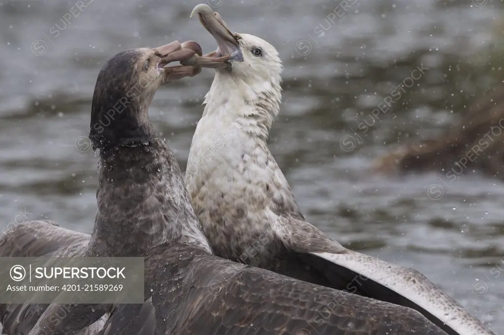 Northern Giant Petrel (Macronectes halli) fighting with Antarctic Giant Petrel (Macronectes giganteus), Gold Harbor, South Georgia Island