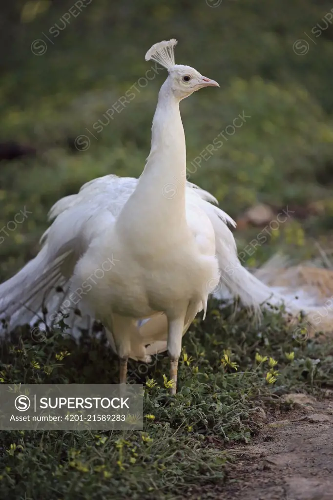 Indian Peafowl (Pavo cristatus) albino male, South Australia, Australia