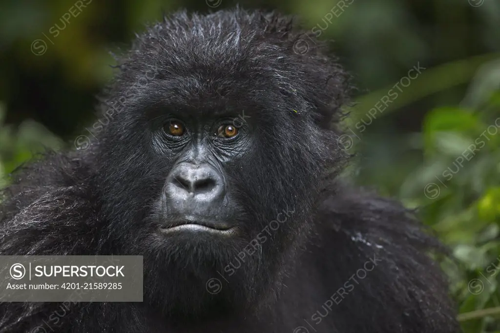 Mountain Gorilla (Gorilla gorilla beringei) juvenile, Virunga National Park, Democratic Republic of the Congo